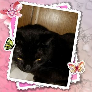 Meet your Posher, Phyllis